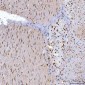 Anti-YY1 Antibody Picoband™ (monoclonal, 3F3E7)